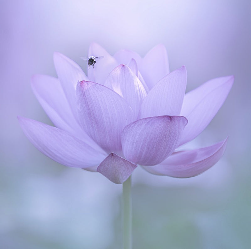 A Visit to Serenity