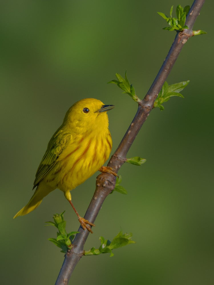 Yellow Warbler