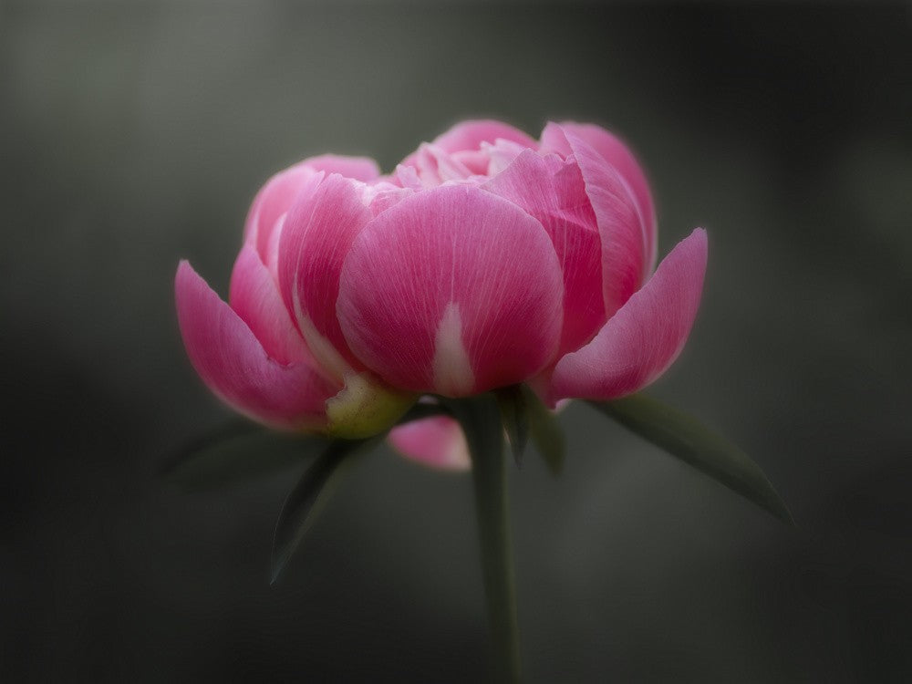 A Shy Bloom