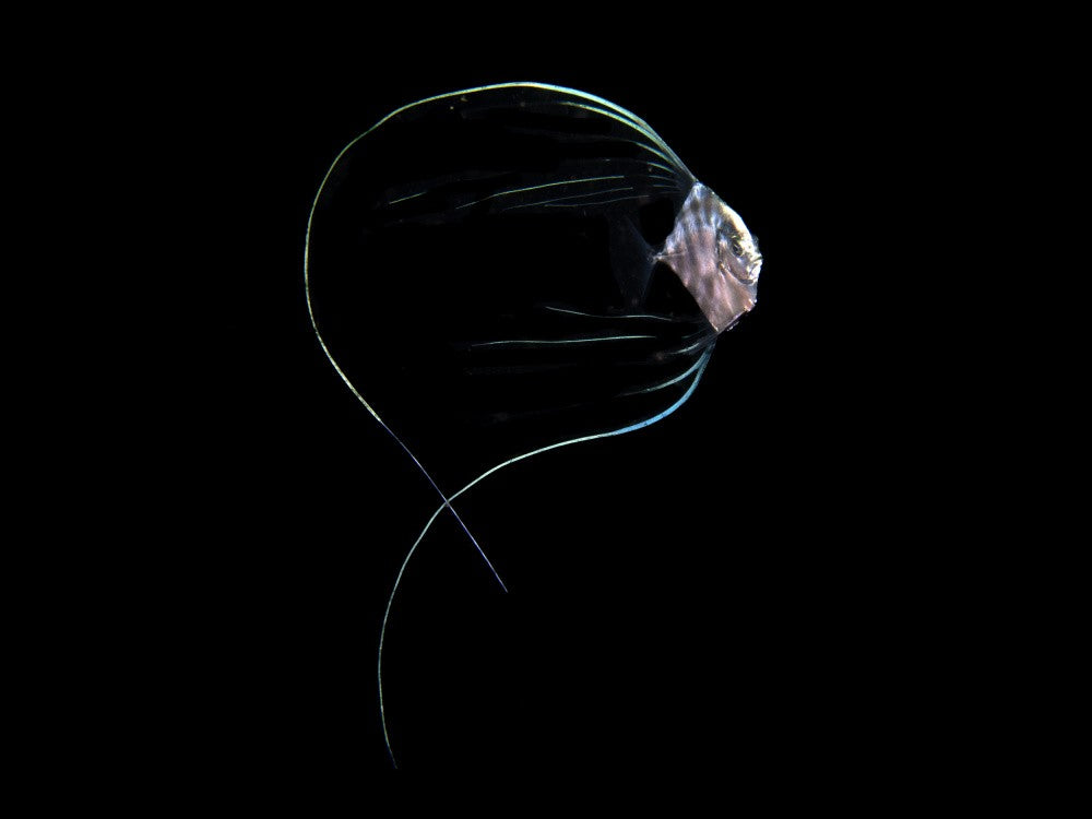 Pompano Larvae