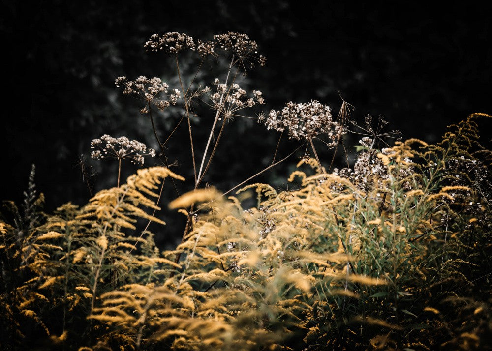 The Gold of Passing Photography