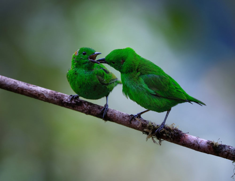 Feeding
