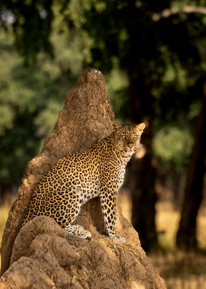 Leopardnama