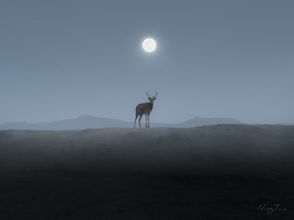 Elk in the mist