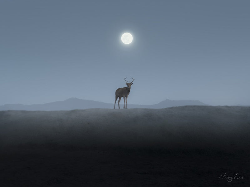 Elch im Nebel