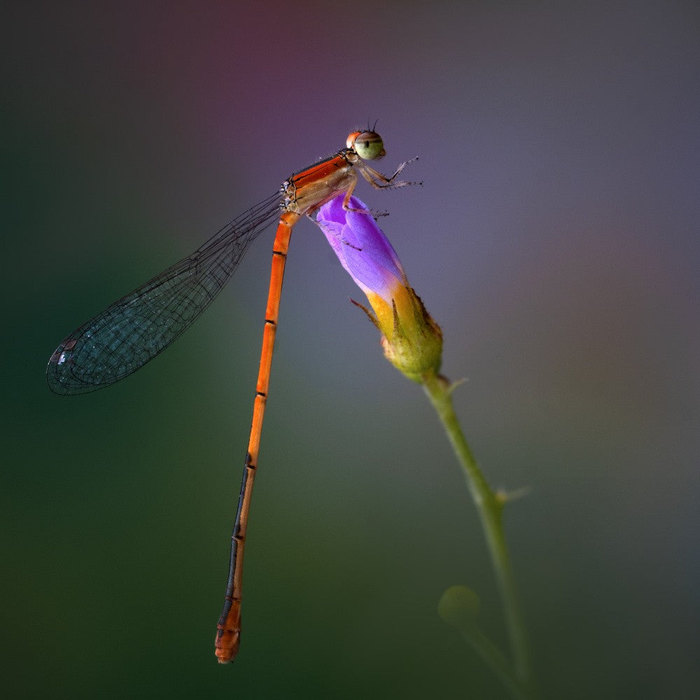 Libelle