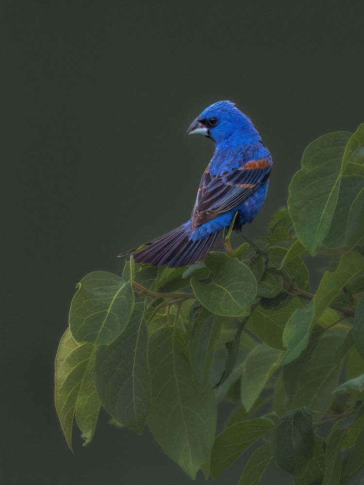 Blue Grosbeak