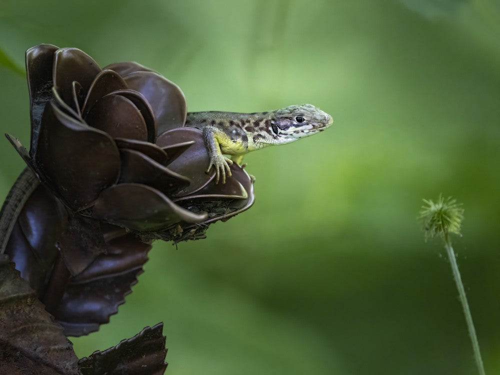 Green lizard looking out
