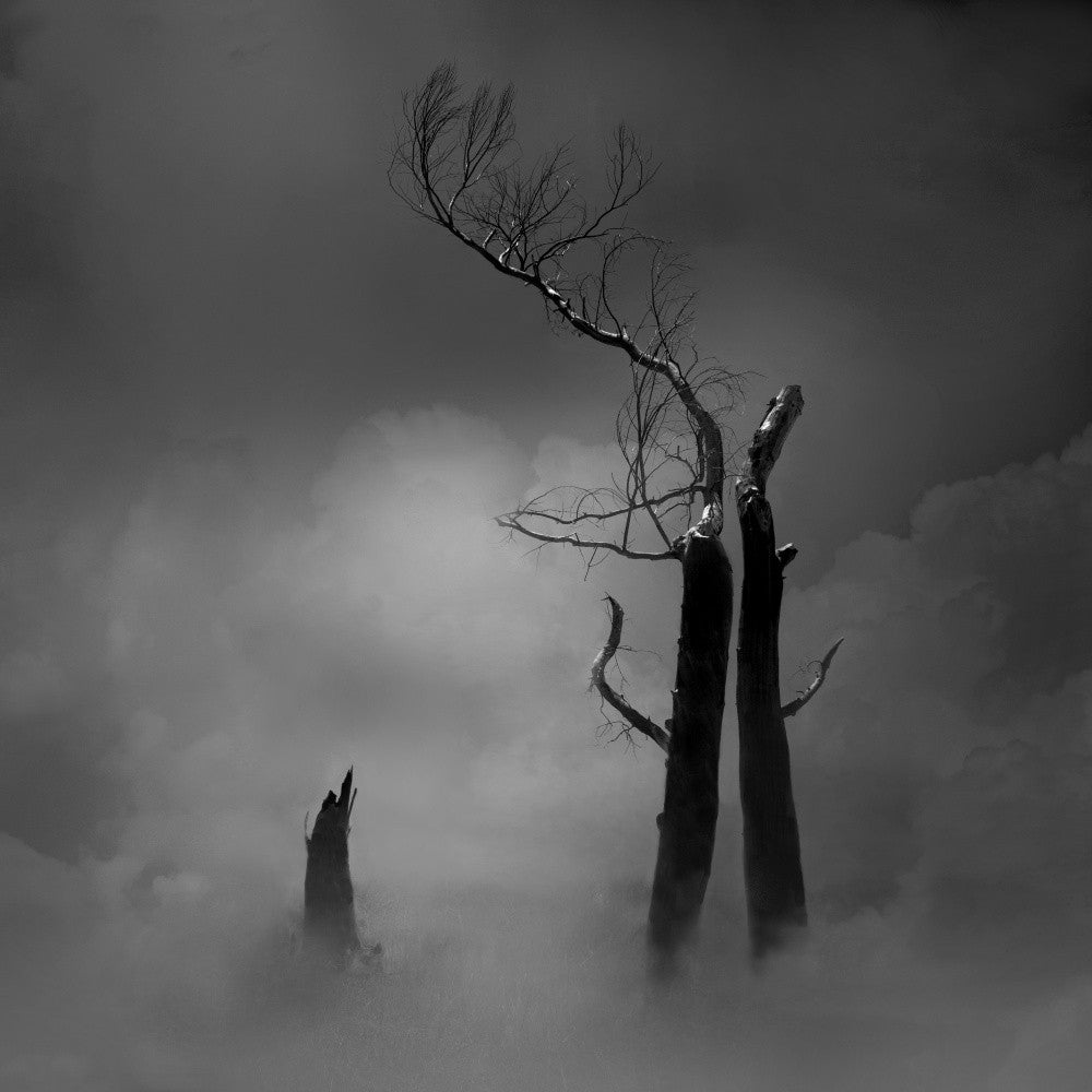 Trees, Clouds, Ranchland