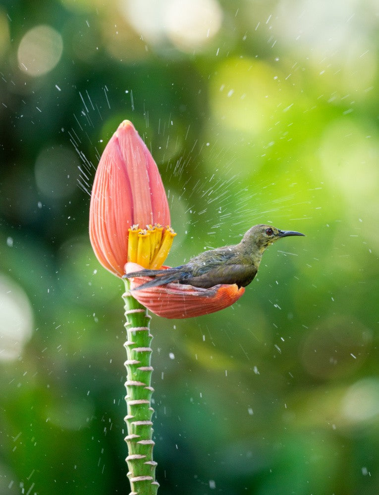 Sunbird Bathing on Banana Flower