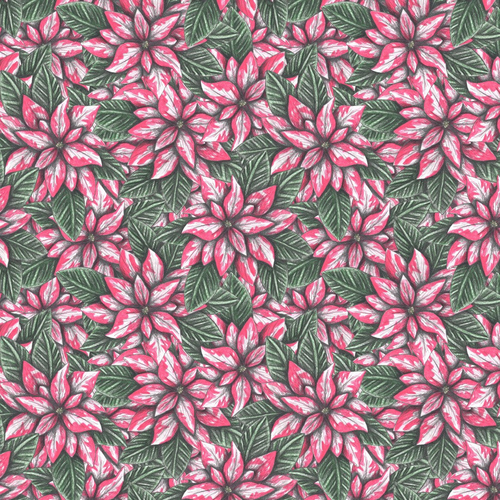Pink Poinsettias