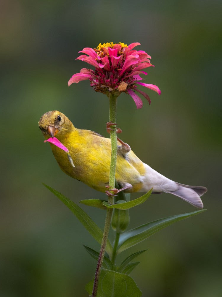 Blüte & Betrachtung