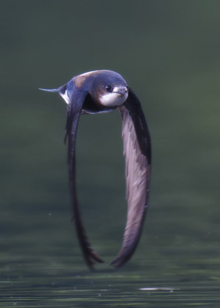 White-throated Needletail