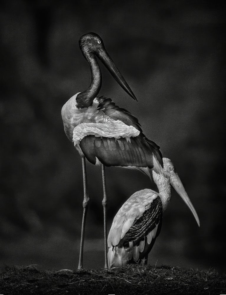 Stork Buddies