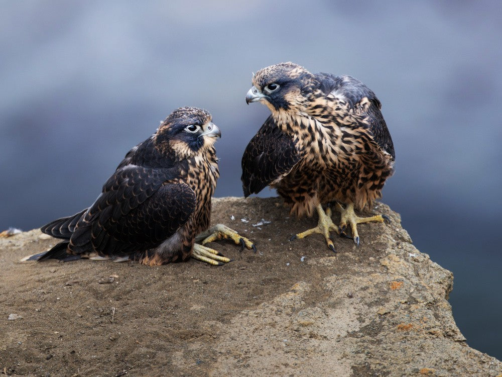 Peregrine Falcon