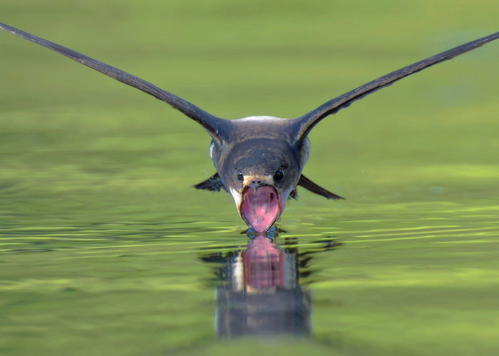 White-throated Needletail