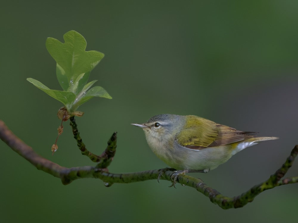 New Leaf