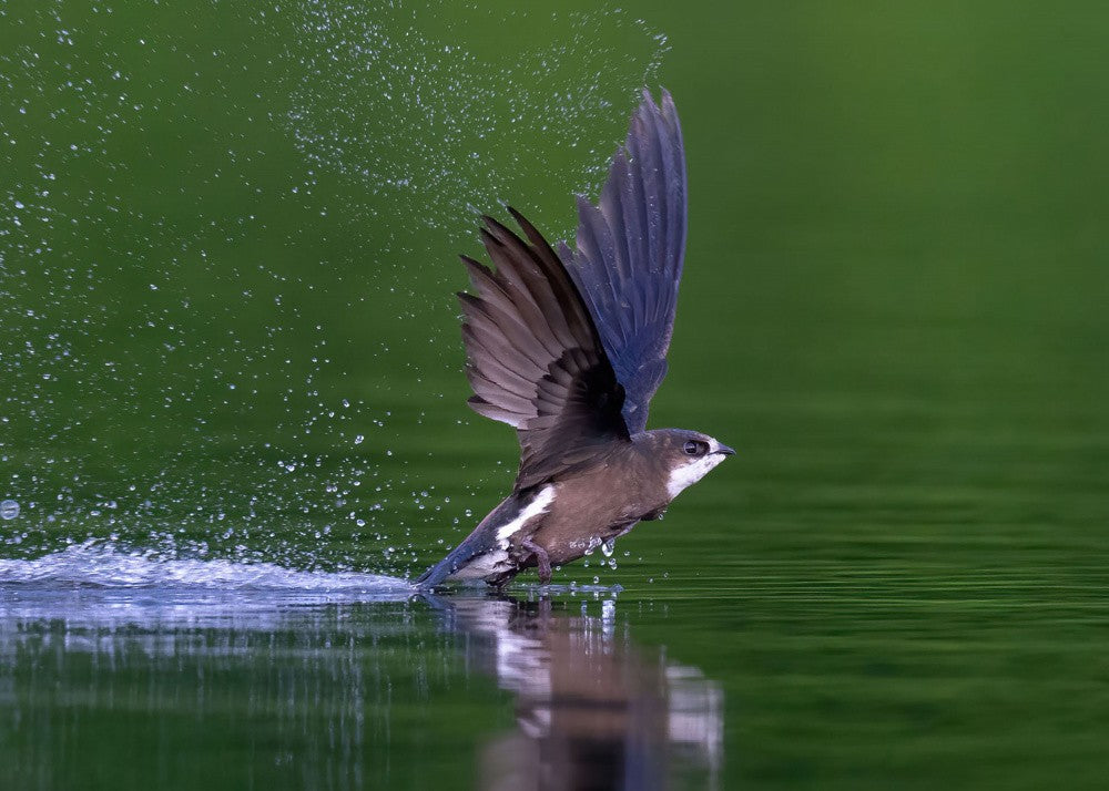 White-throated Needletail