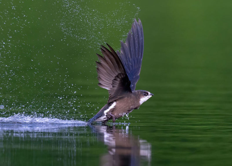 White-throated Needletail