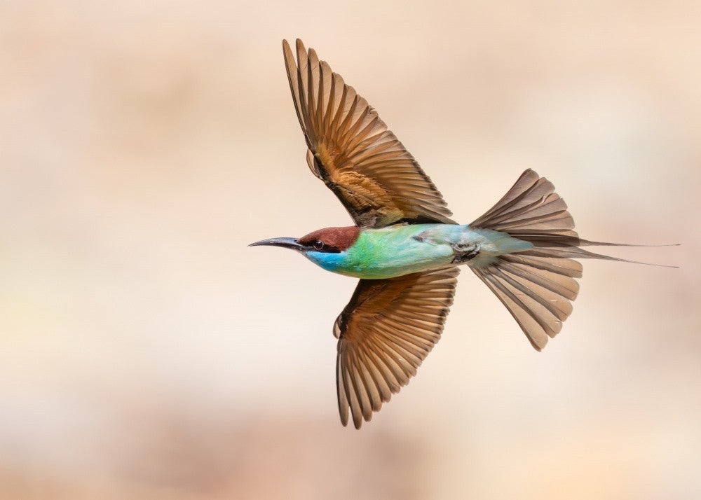 Bee-eater