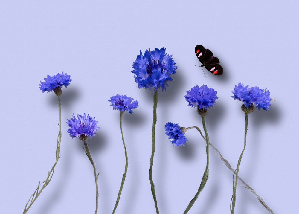 Blue Flowers