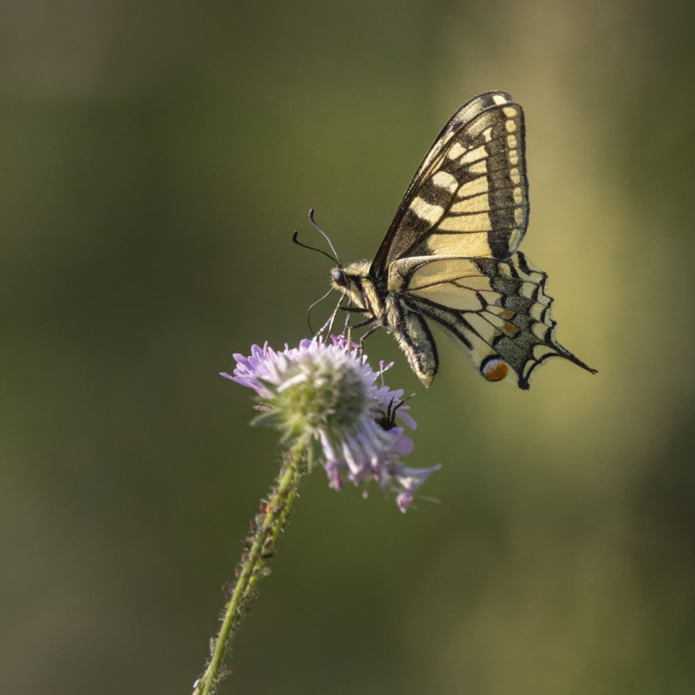 Swallowtail
