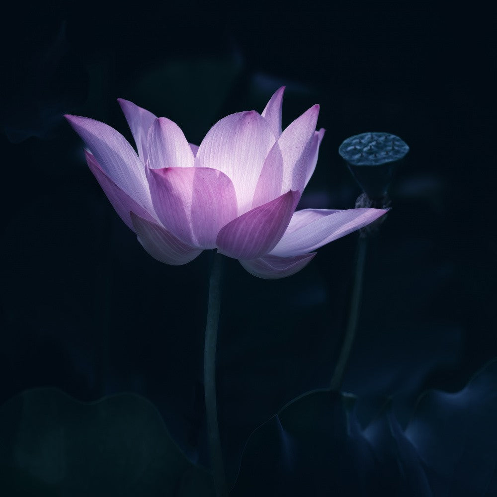 Zen Lotus