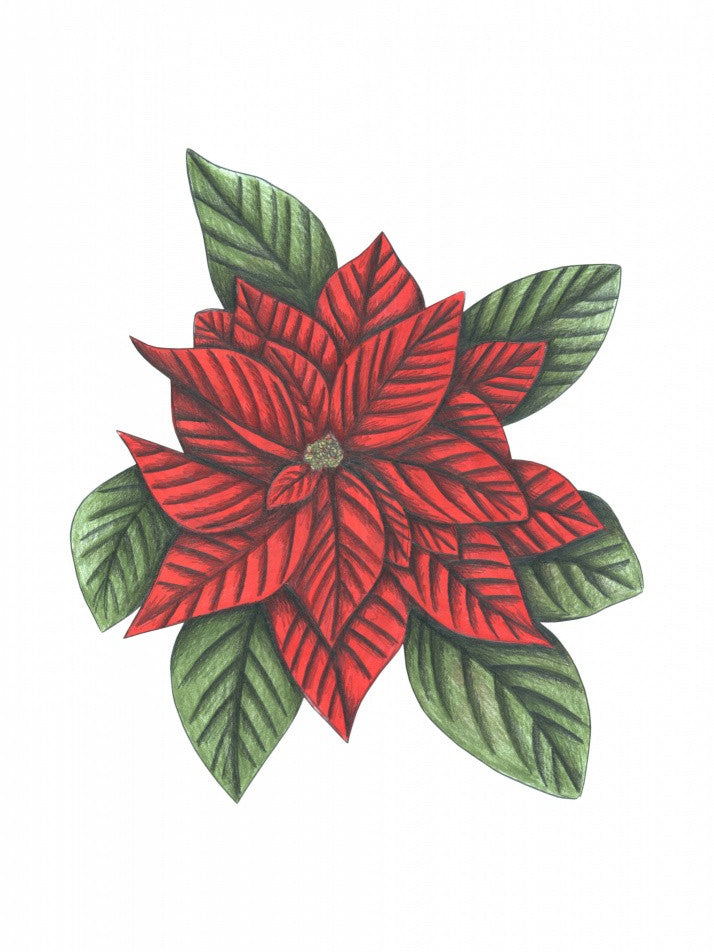 Poinsettia