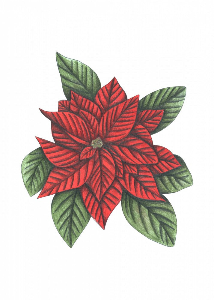 Poinsettia
