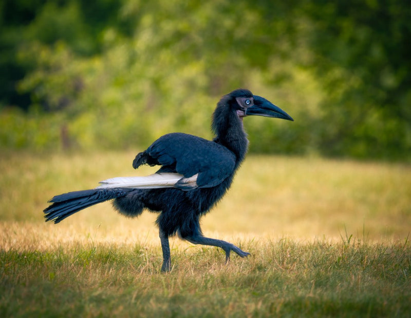 Southern Ground hornbill