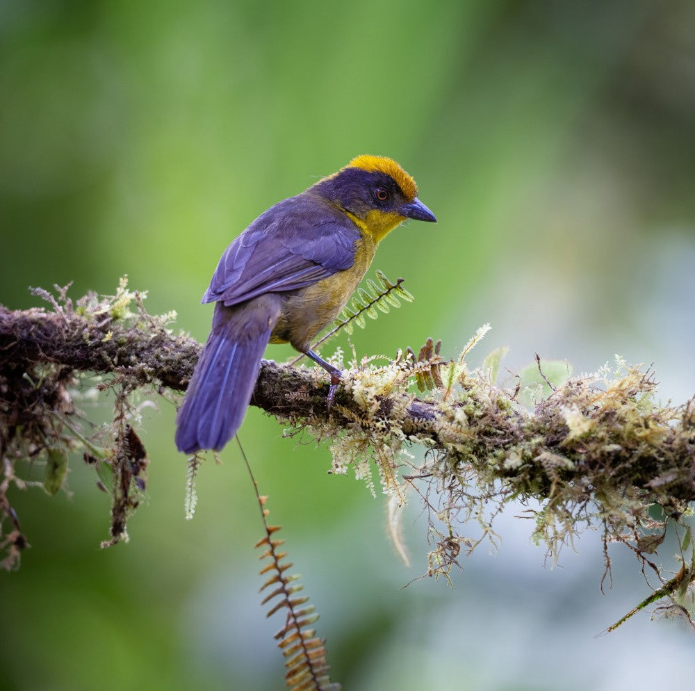A Flash of Color in the Andes