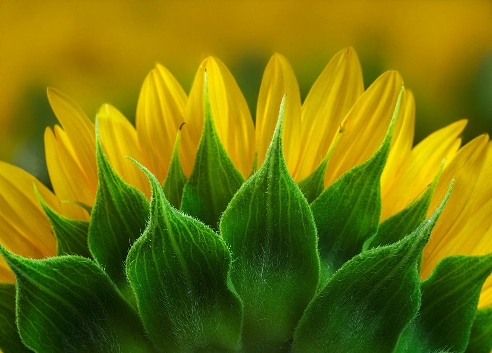 Sunflower, the back