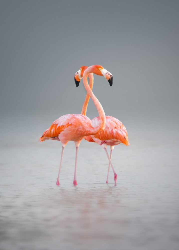 Flamingos