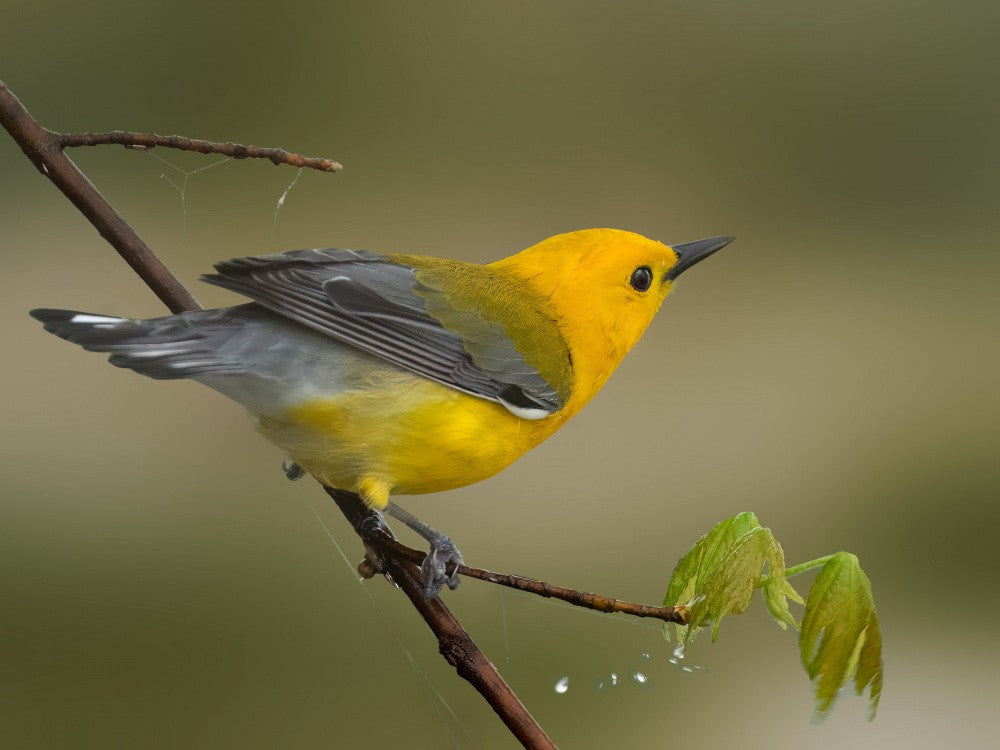Golden Jewel of the Canopy