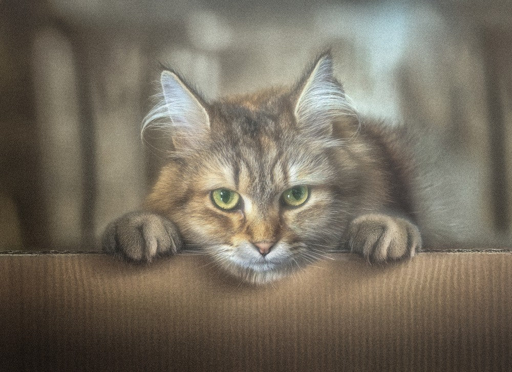 Miso