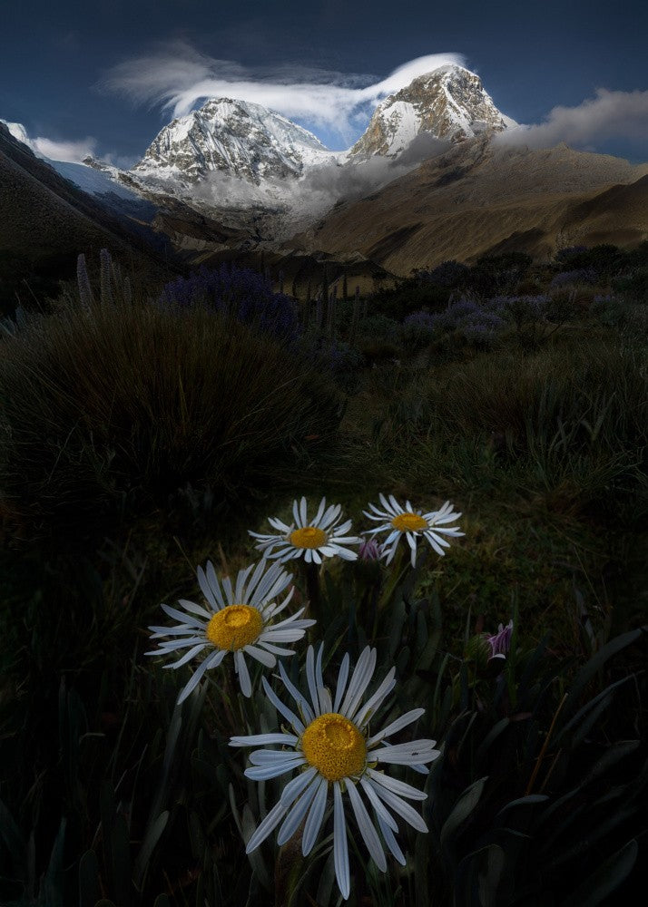 flowers at Inca Highland 2