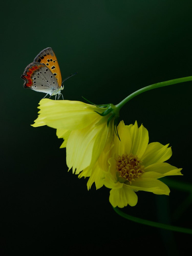 Gelbe Blume mit Kleinem Feuerfalter