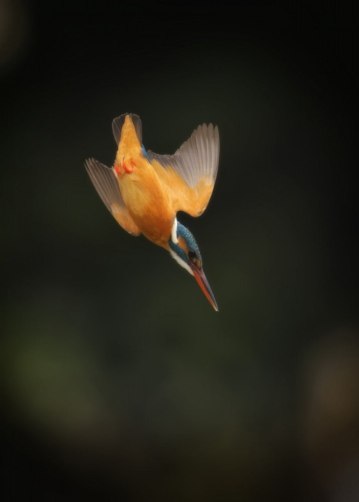 Common Kingfisher