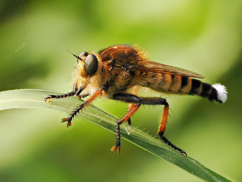 The strongest insect