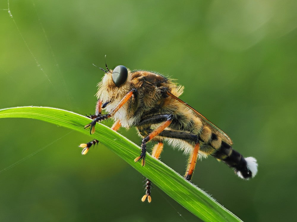 The strongest insect