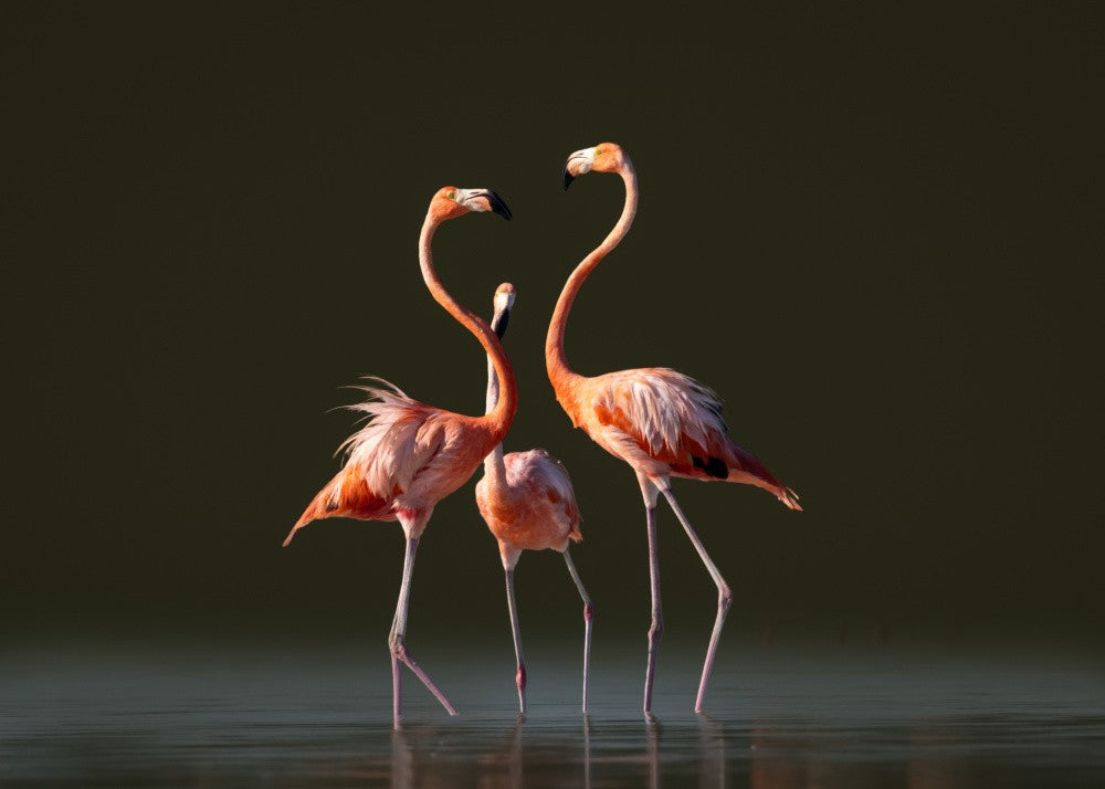 Flamingos