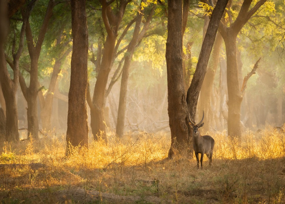 Sunshine in the glade..