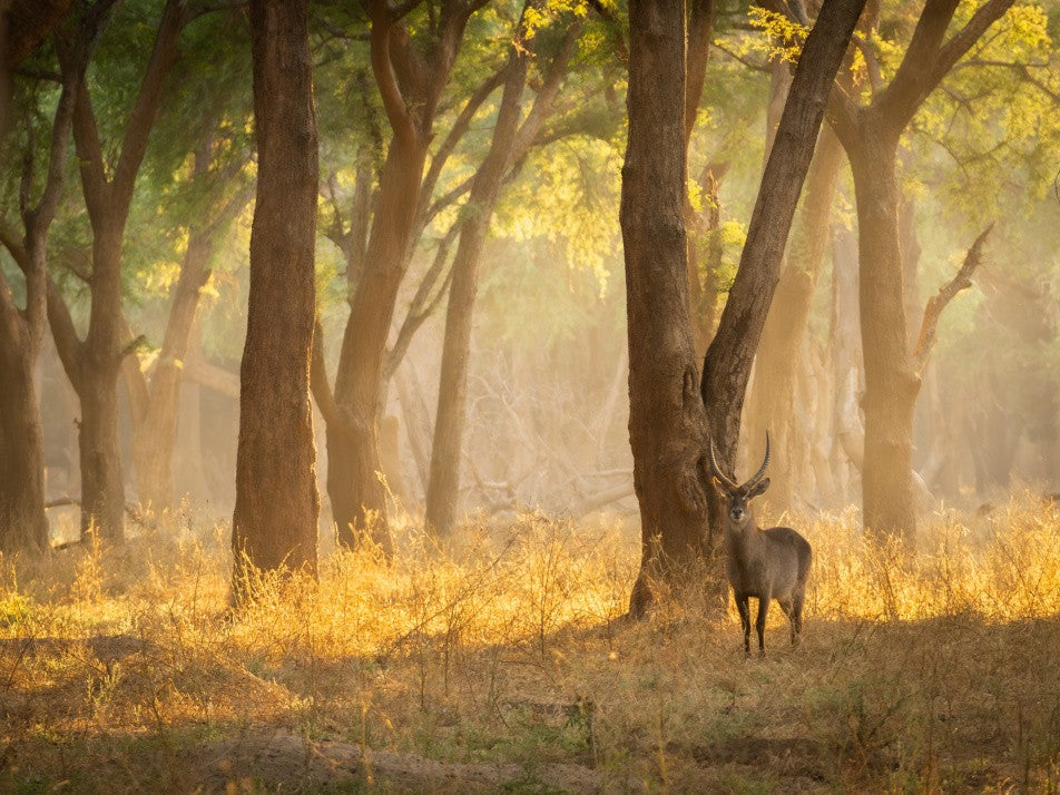 Sunshine in the glade..