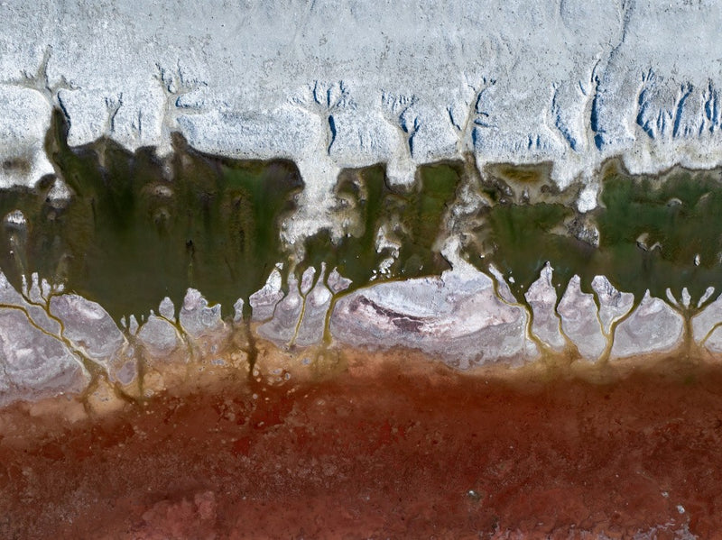 Salt pond forest