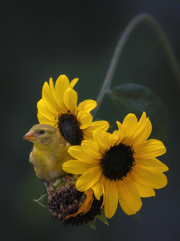 Petals and Plumage