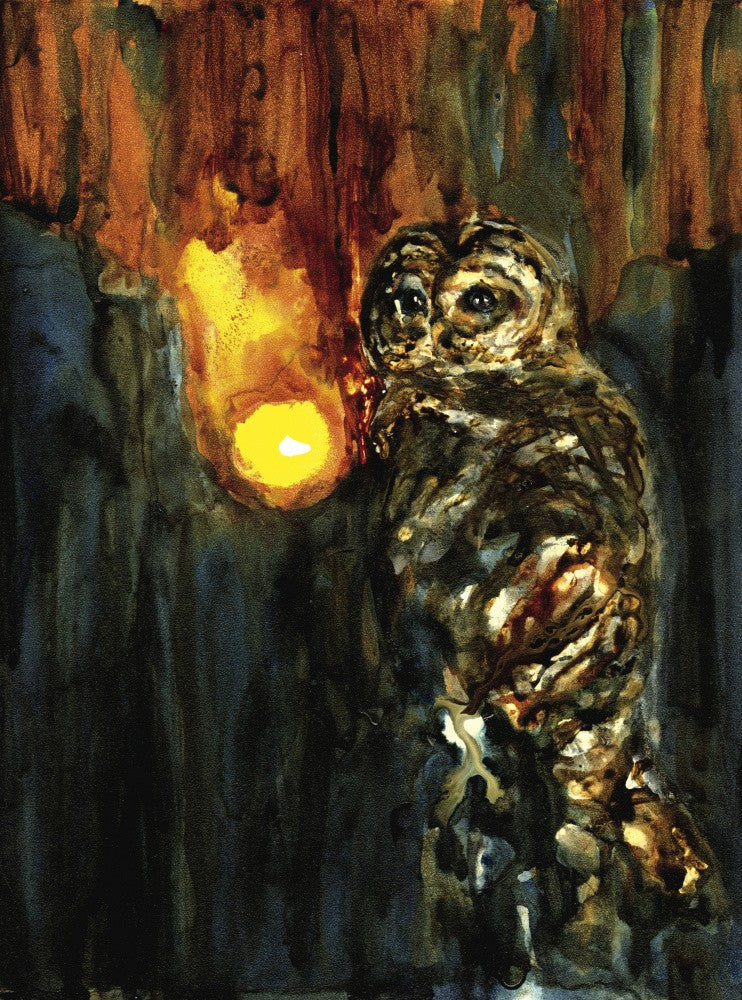Barred Owl