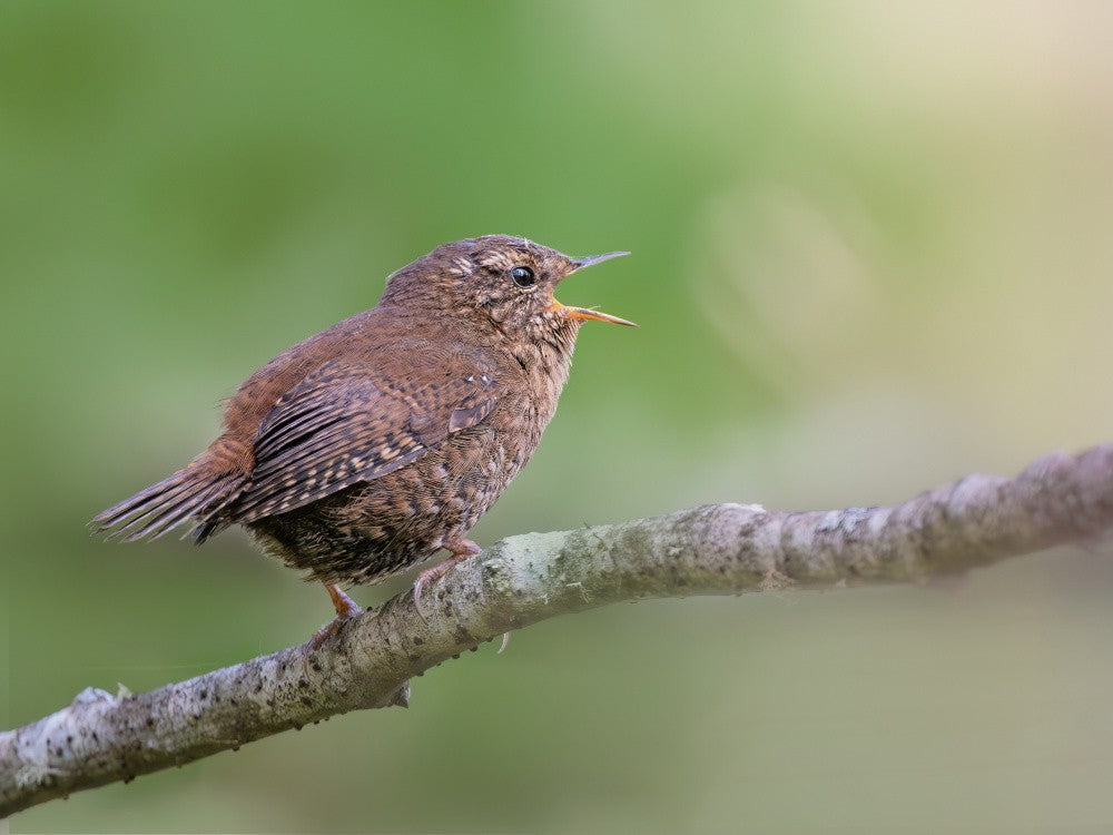 Singing