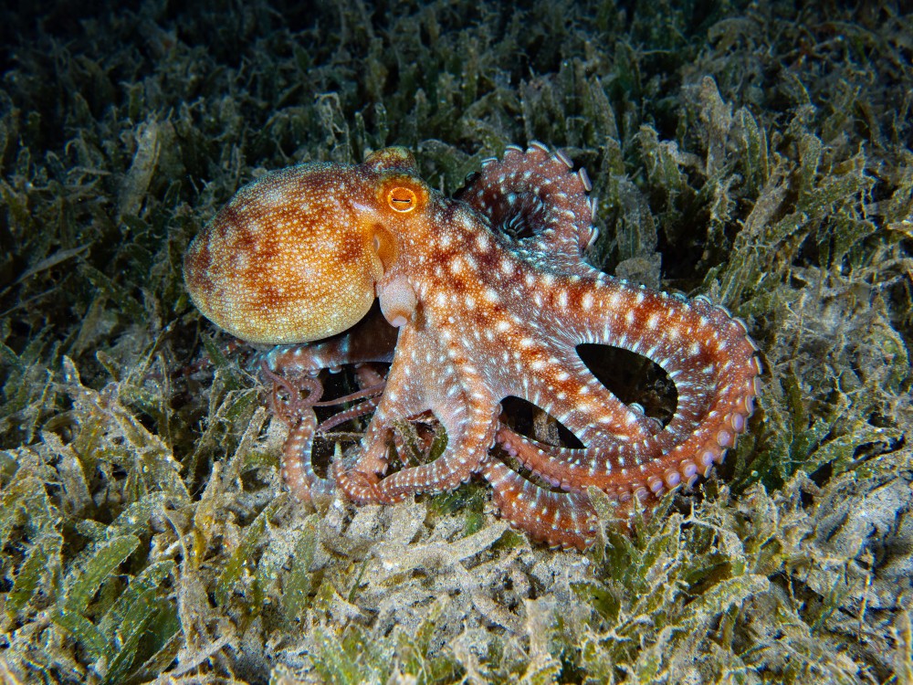 Long Armed Octopus