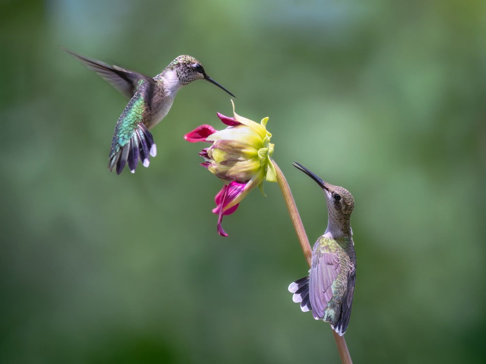 The Dance of Two Wings