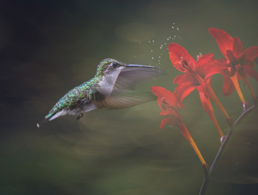 Kolibri